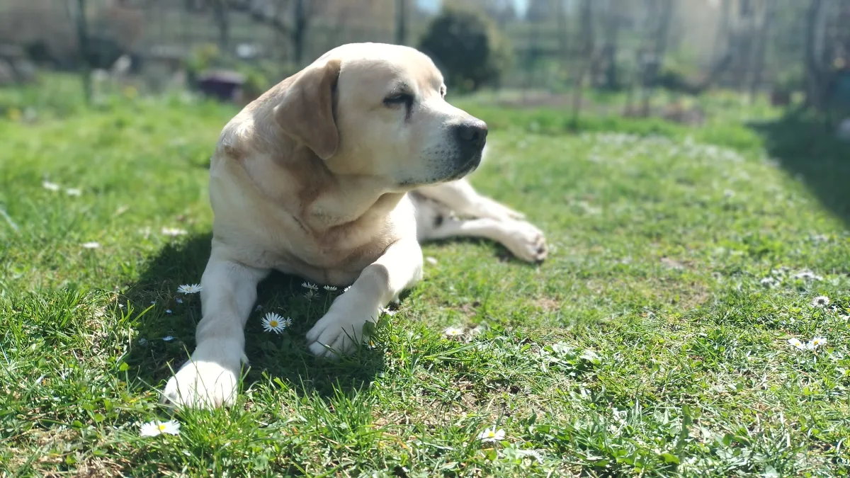Labrador Retriever – Reise mit Hund per Fähre nach England