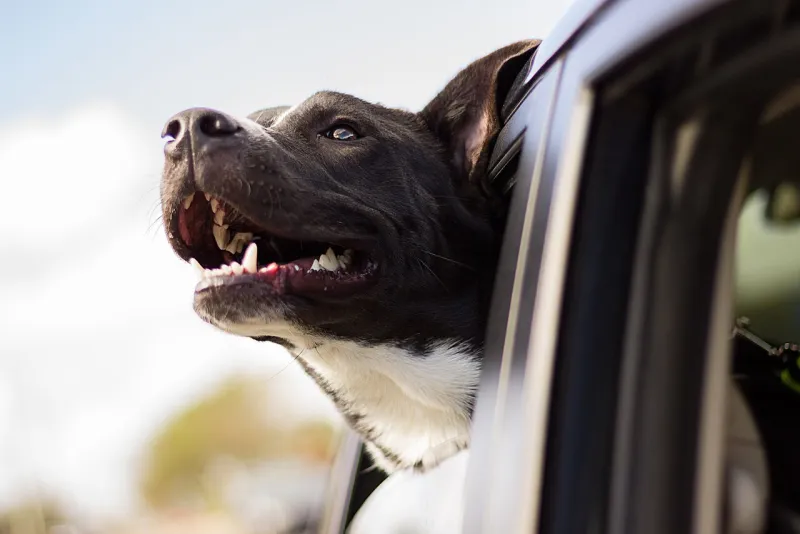 Hund schaut aus dem Autofenster – mit dem Eurotunnel bleibt Ihr Tier die ganze Überfahrt bei Ihnen